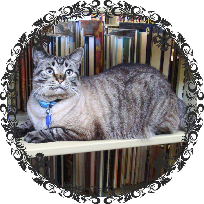 Browser on library shelf