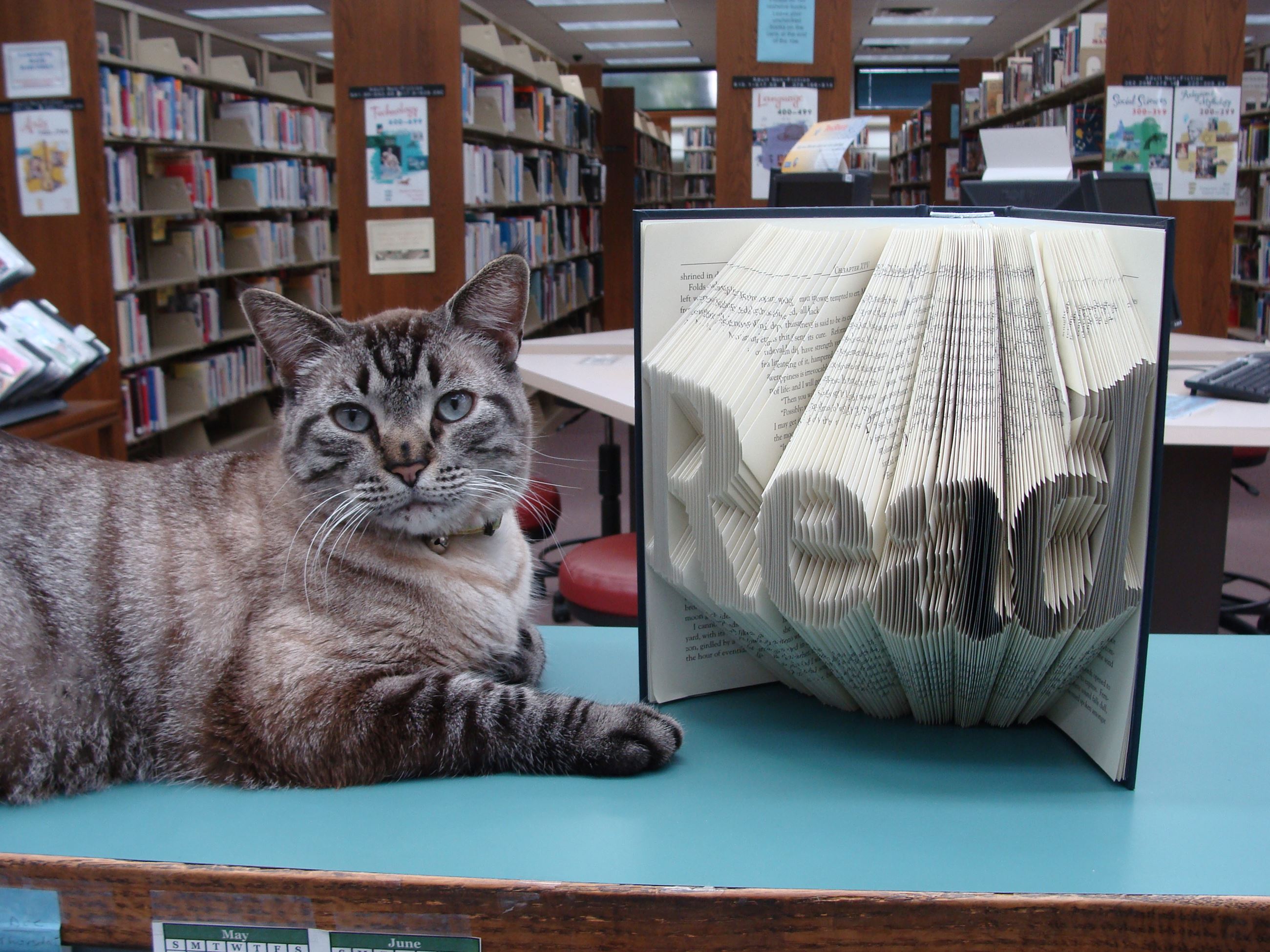 Browser the library cat, a grey tabby, posing with a book with pages folded into the word "READ&#