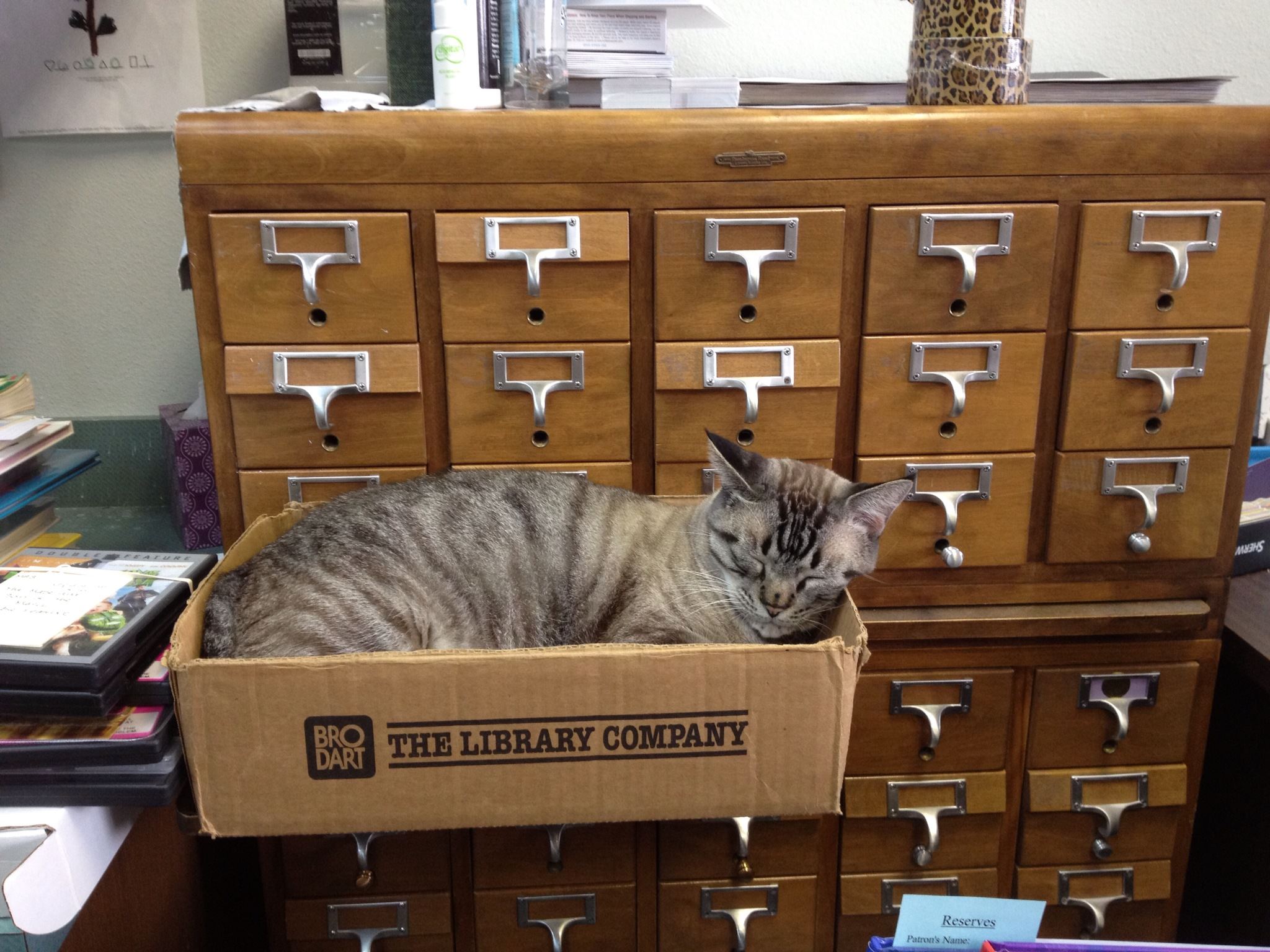 Browser sleeping in a box on a card catalog