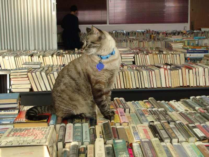 Browser the Library Cat at the Book Sale