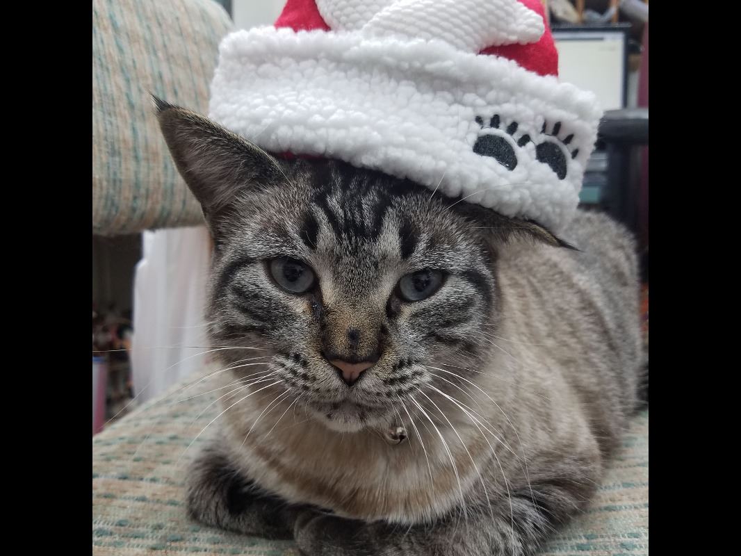 Santa Cat